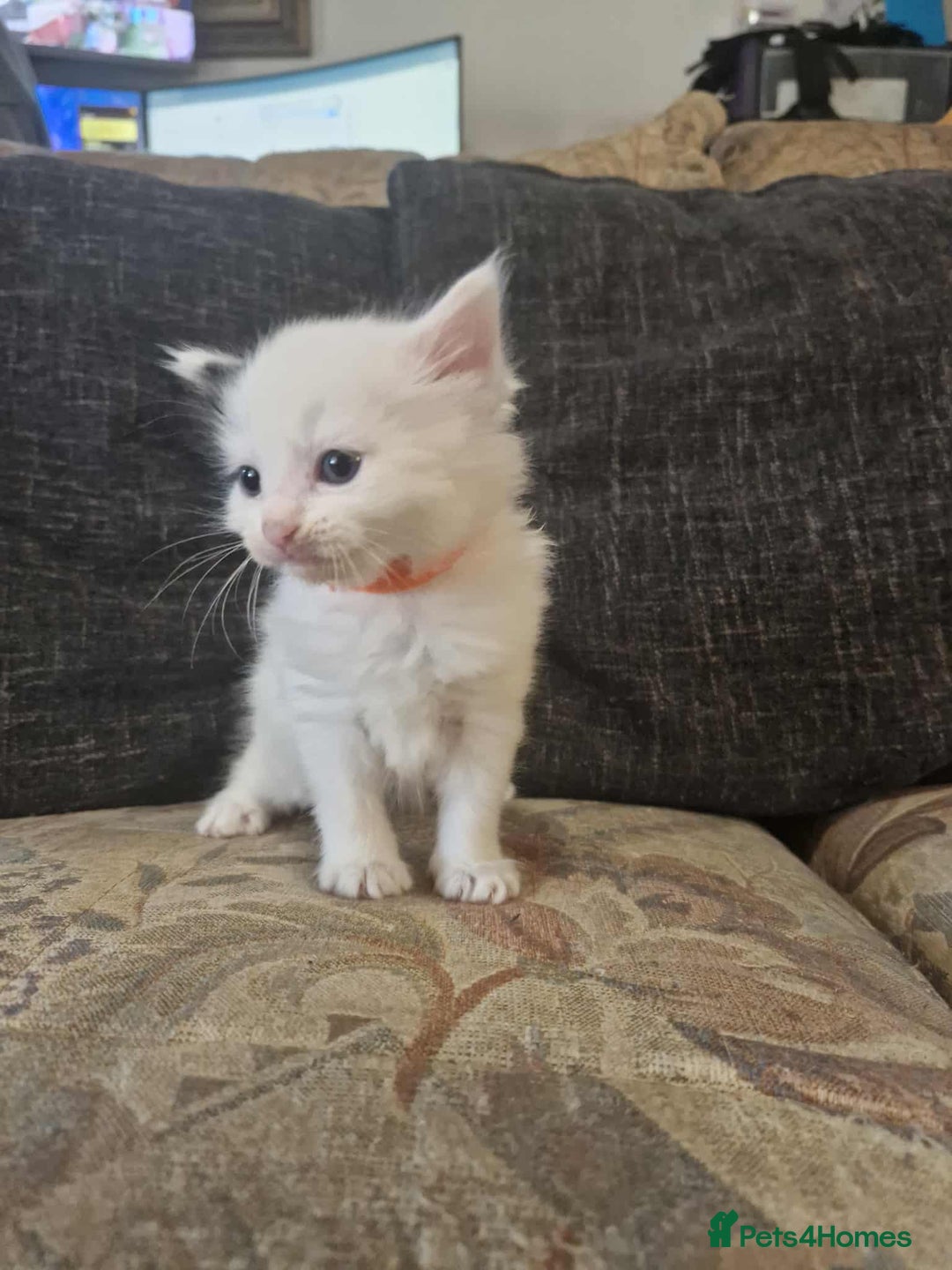 Maine Coon cats for sale: Maine Coon Kittens X - Image 7