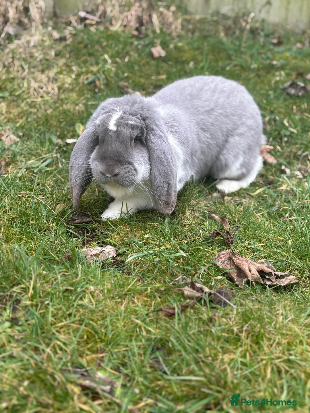French Lop rabbits for sale: French Lop Bunny - Advert 2