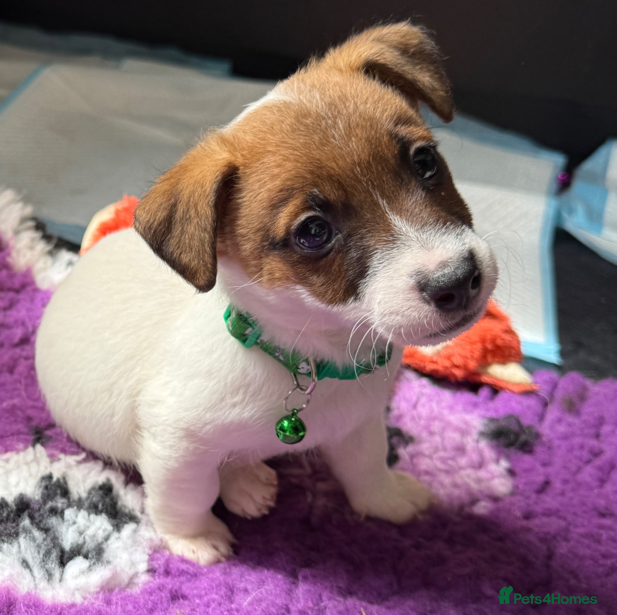 Jack Russell dogs Bred From Health Tested Parents - Advert 1