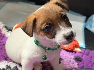 Jack Russell dogs for sale: Bred From Health Tested Parents - Advert 1