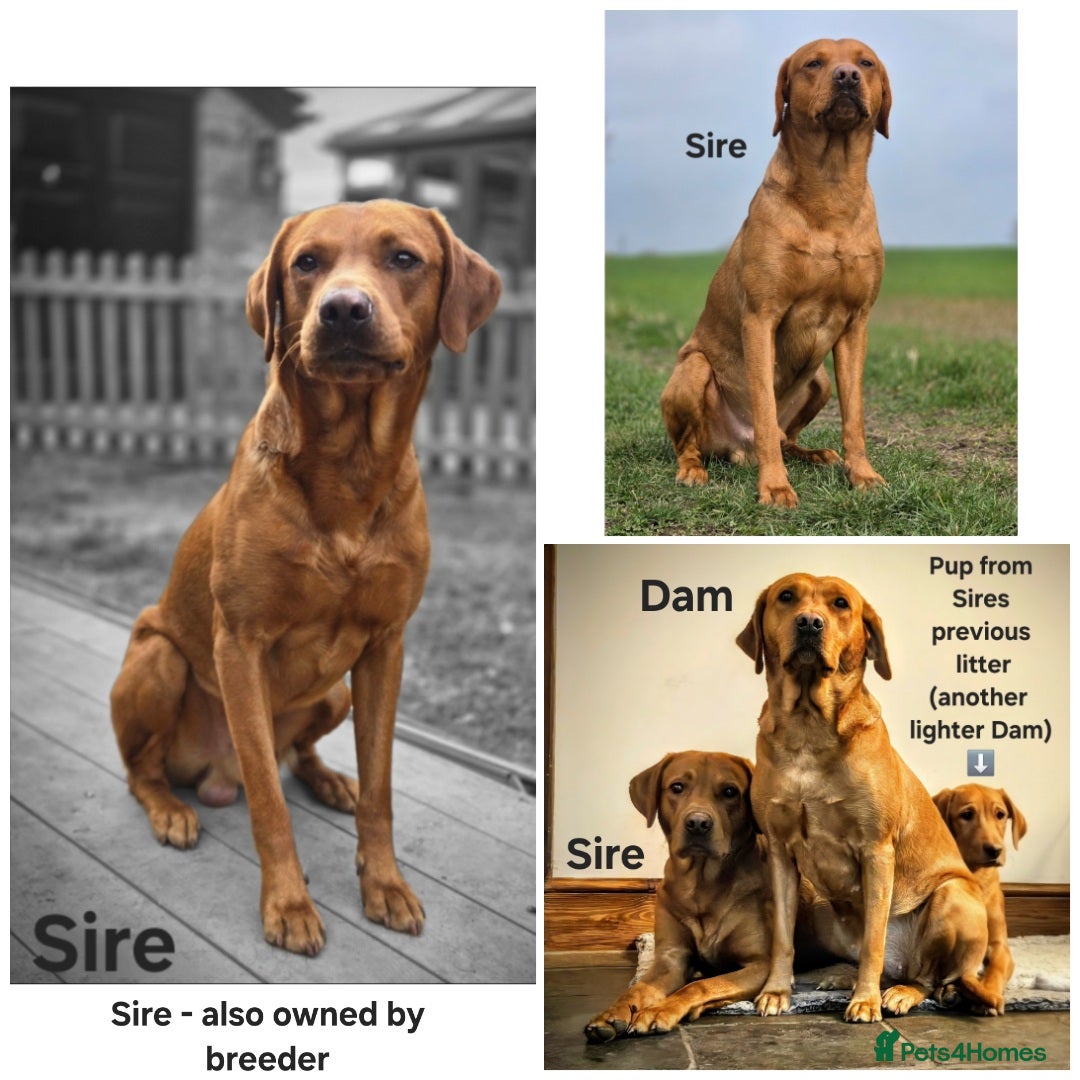 Labrador Retriever dogs for sale: Fox Red Labrador Puppies - Working Lines - Image 10
