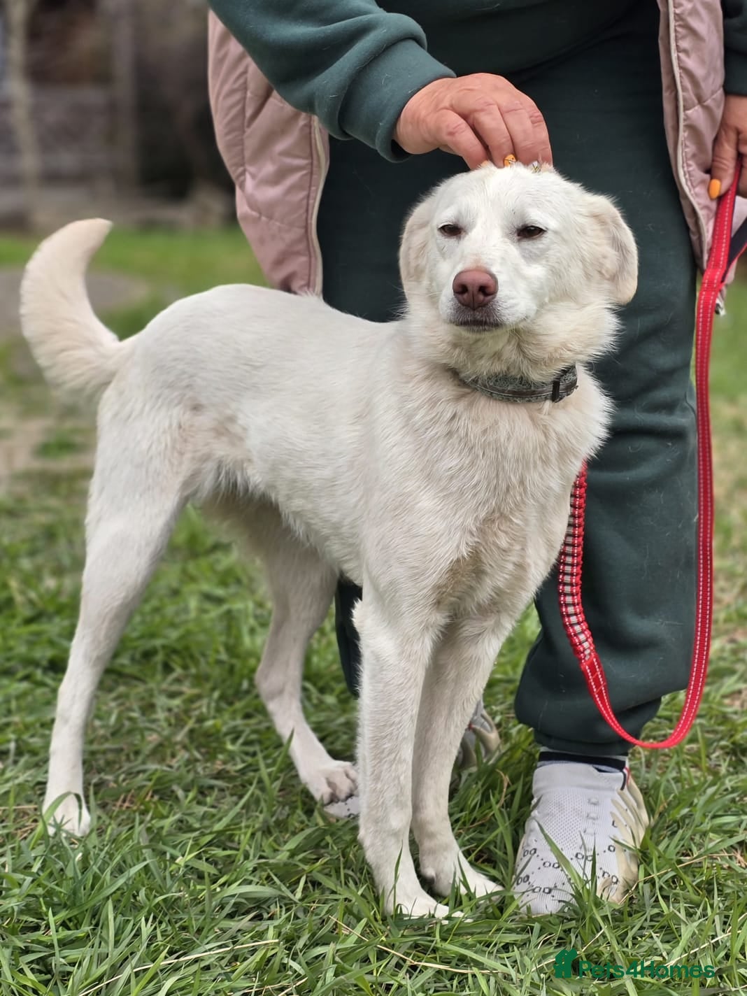 Mixed Breed dogs ❤️BELLA 14 month, Full of Love, Joy and Life 🐶❤️ - Advert 1