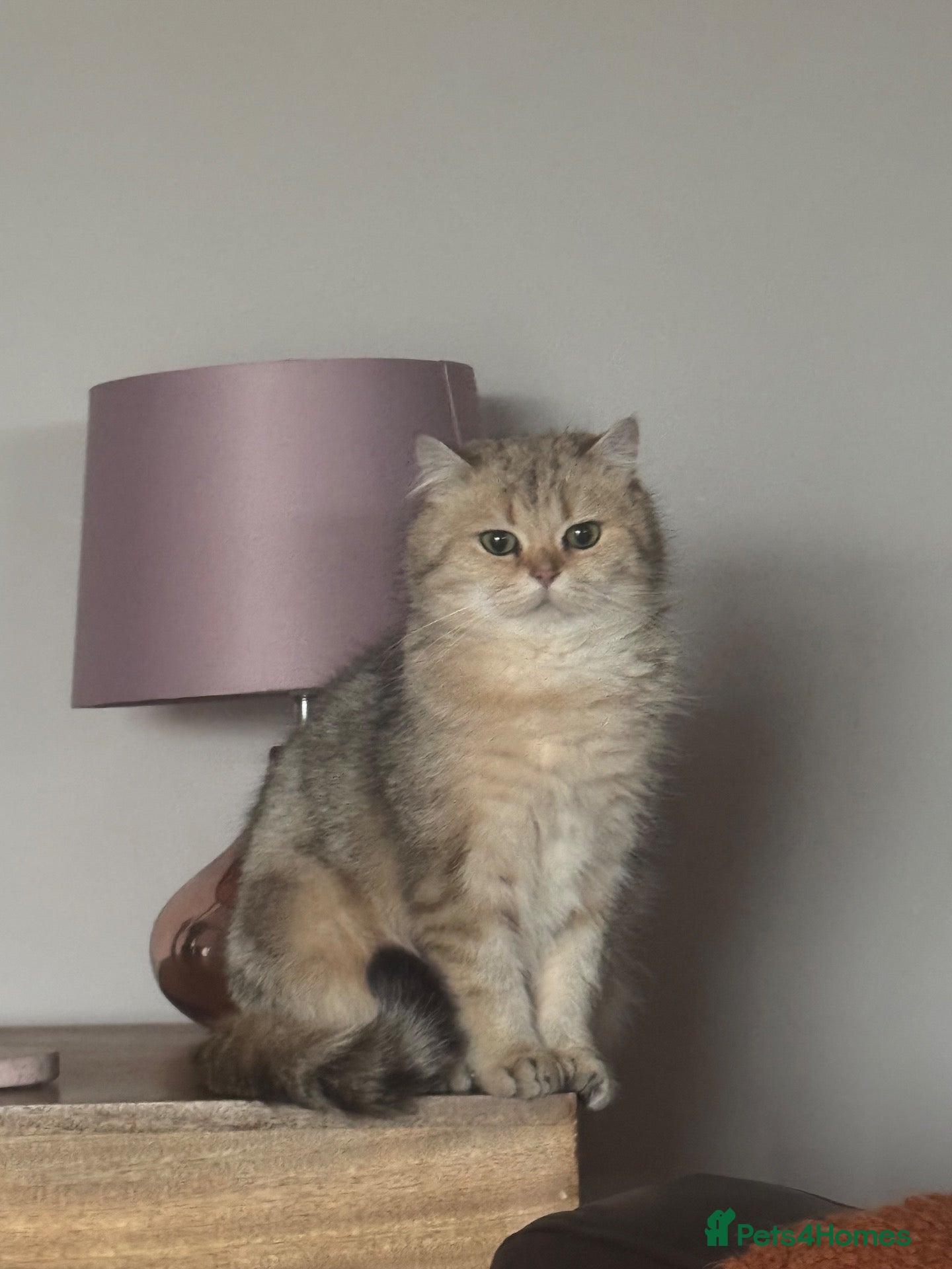 British Shorthair cats British Shorthair and Golden Shaded Torbie - Advert 16