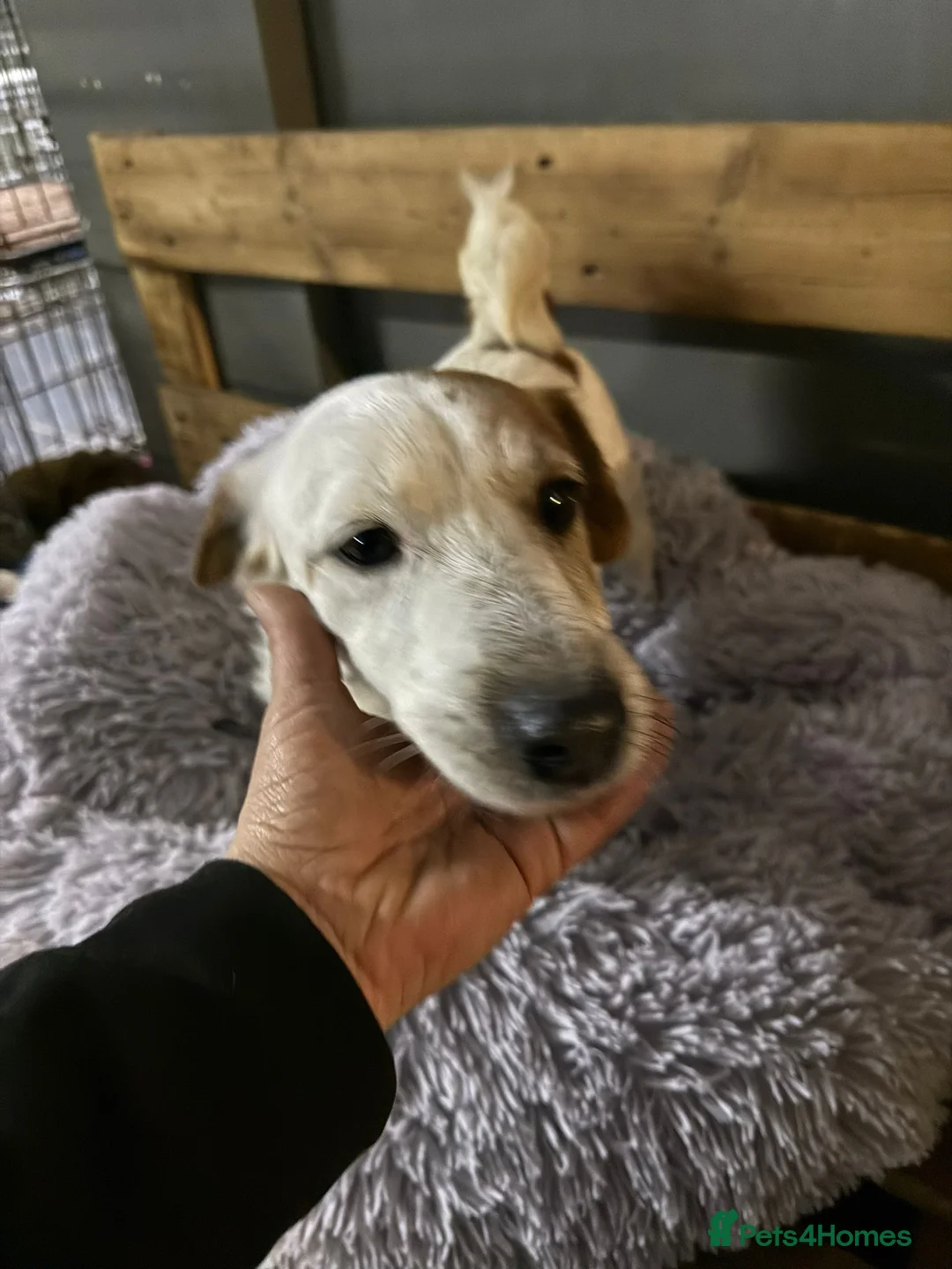 Mixed Breed dogs for adoption: Gorgeous Marcus looking for love - Advert 18