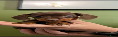 Dachshund Puppy 2