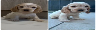 Cocker Spaniel Puppy 7