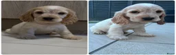 Cocker Spaniel dogs for sale: 🐾STUNNING KC REGISTERED SHOW COCKERS🐾 - Advert 5