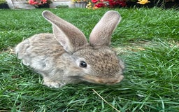Continental Giant rabbits for sale: Pair of Continental Giant Rabbits  - Image 4
