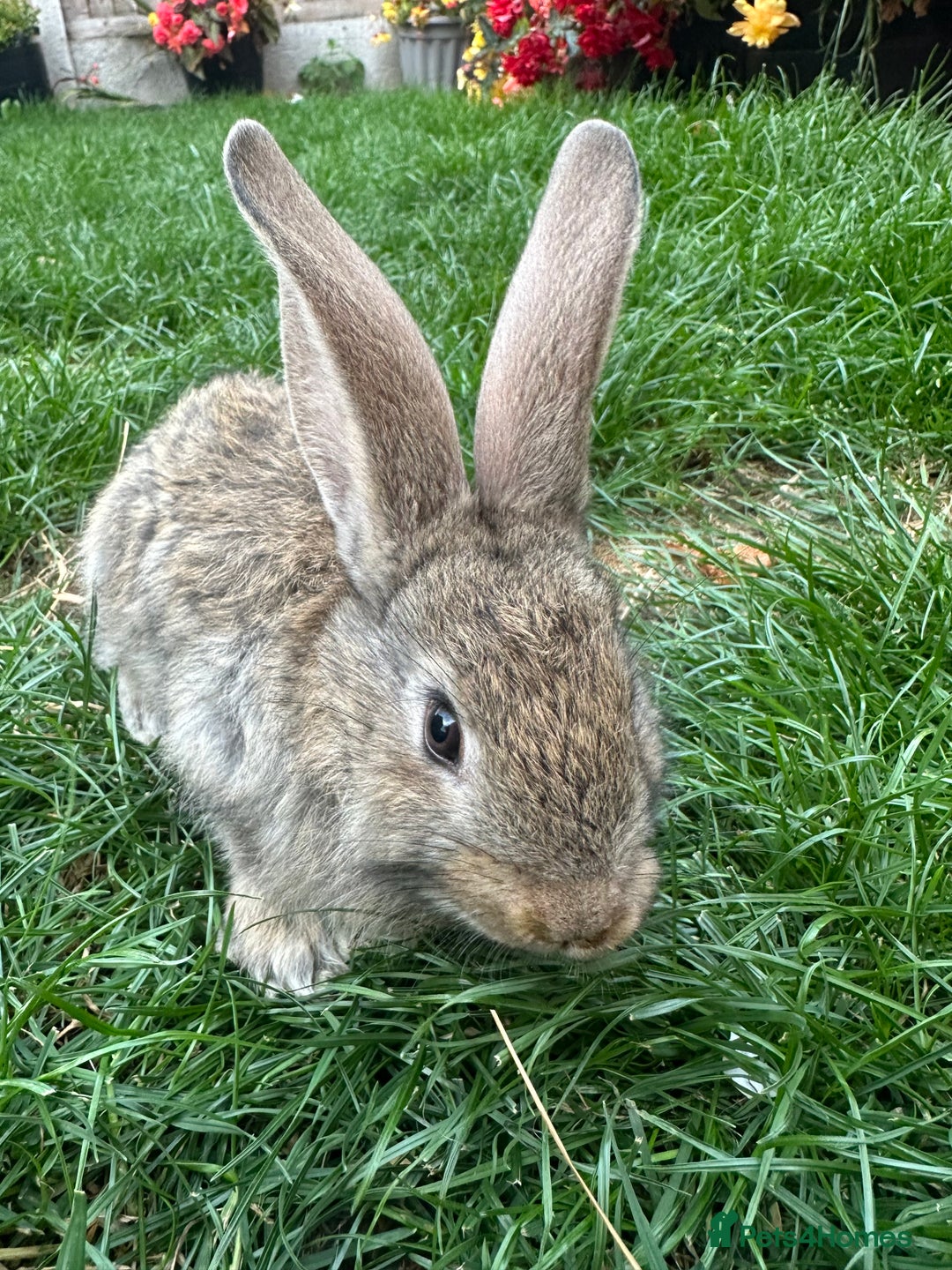 Continental Giant rabbits for sale: Pair of Continental Giant Rabbits  - Image 4