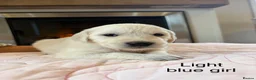 Golden Retriever dogs for sale:     Stunning KC Registered Golden Retriever Pups - Advert 39