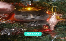 British Shorthair cats for sale: British Shorthair kittens - Image 10