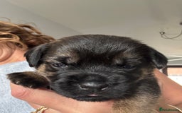 Border Terrier dogs for sale: KC Border Terrier Pups - Image 4