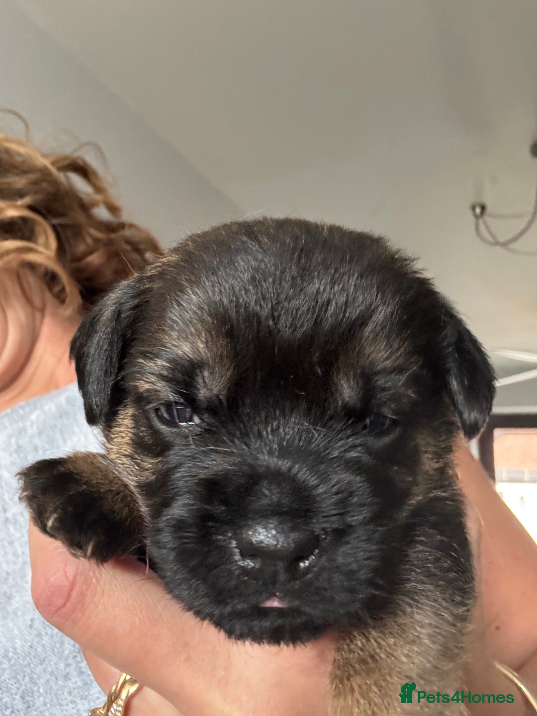 Border Terrier dogs for sale: KC Border Terrier Pups - Image 4