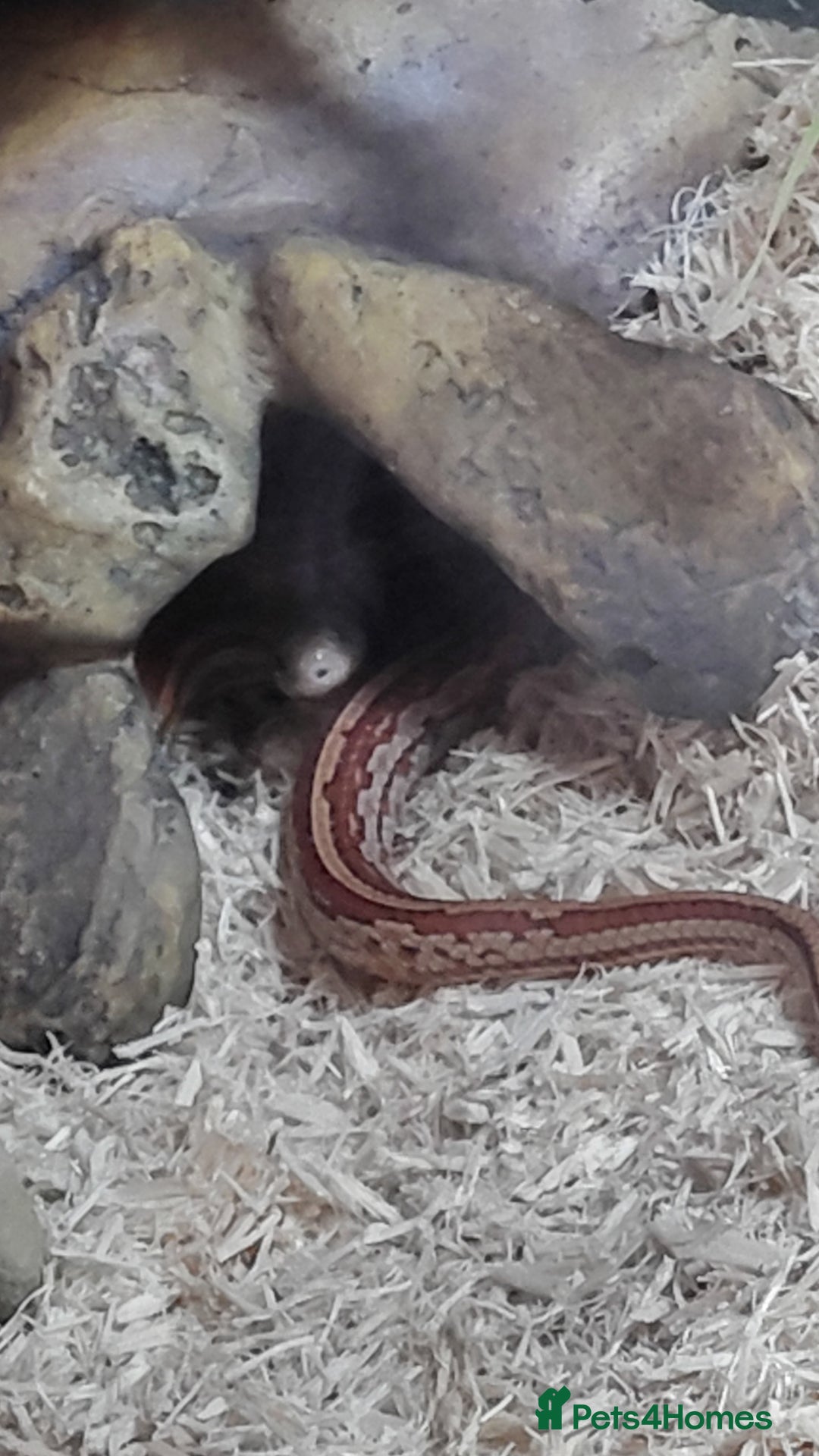 Corn Snake reptiles for sale: Young Male Cornsnake  - Advert 3