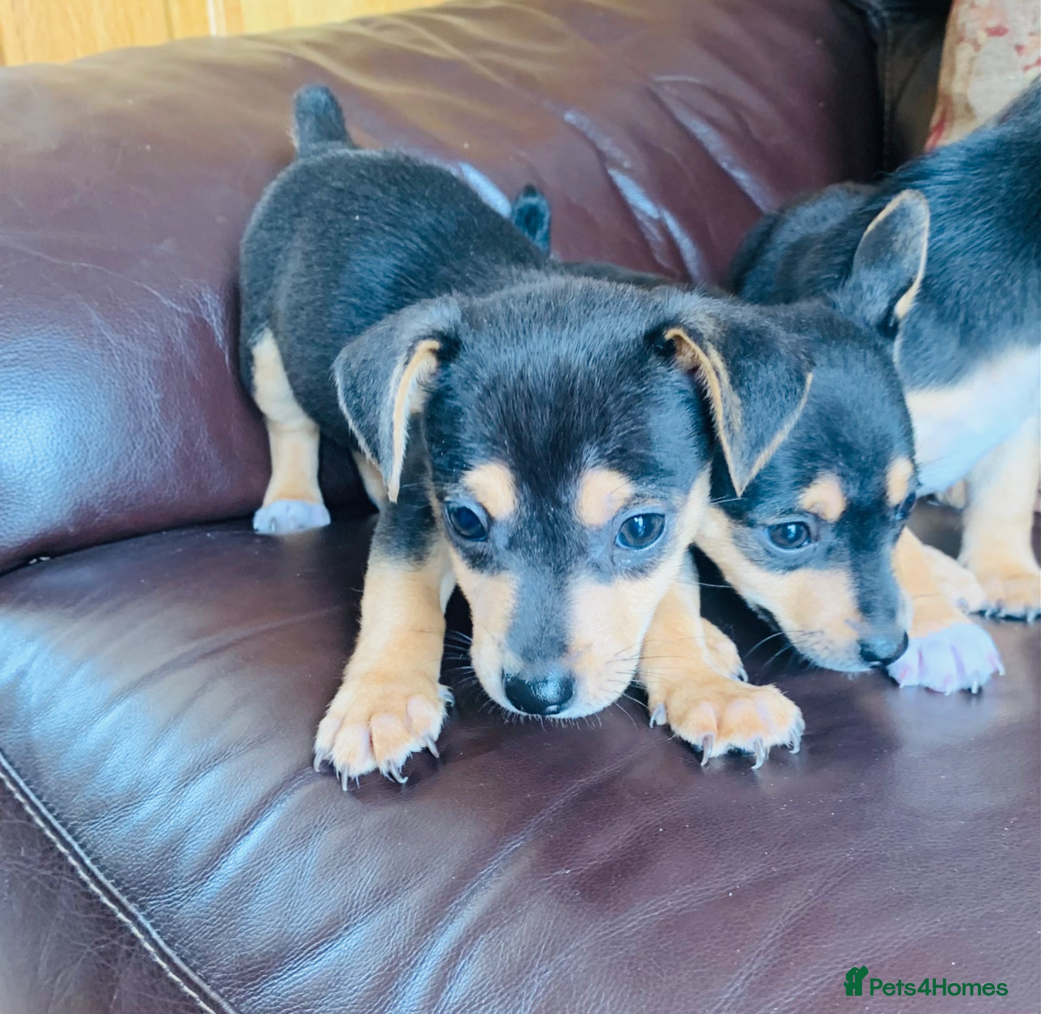 Jack Russell dogs for sale: Fabulous Jack Russell puppies  - Advert 8