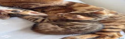 Bengal cats for sale: Beautiful Bengal Kittens🤎 in London - Advert 15
