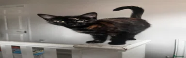 Mixed Breed Kitten 2