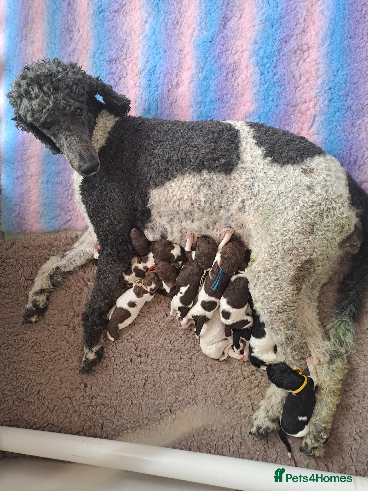 Standard Poodle dogs Standard Parti Poodles wait list now open  - Advert 7