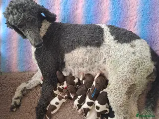 Standard Poodle dogs Standard Parti Poodles wait list now open - Advert 7