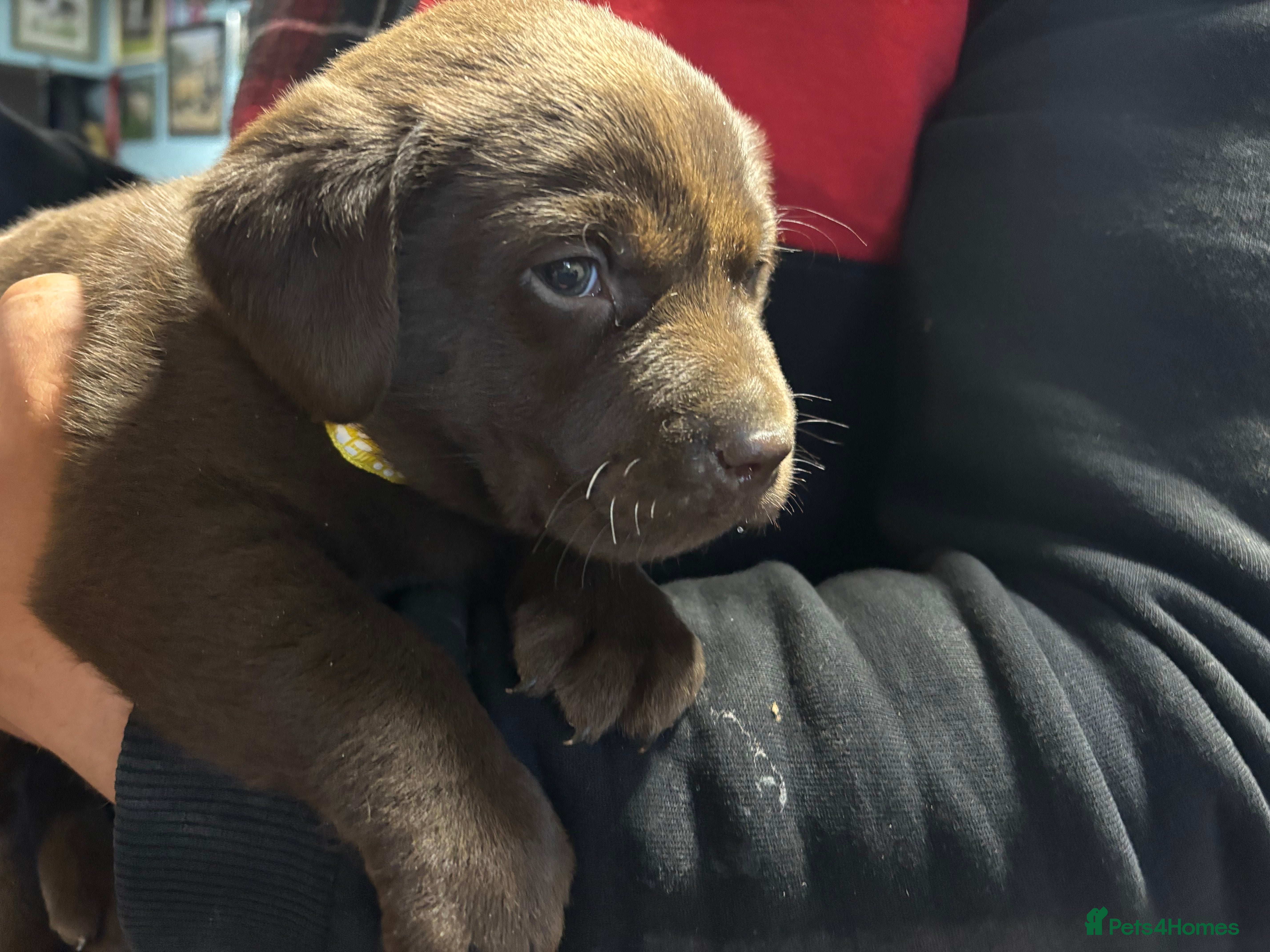 Labrador Retriever dogs Chocolate Labradors  - Advert 2