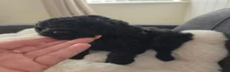 Cavapoo dogs for sale: READY FOR NEW HOME CAVAPOO GIRL - Advert 16