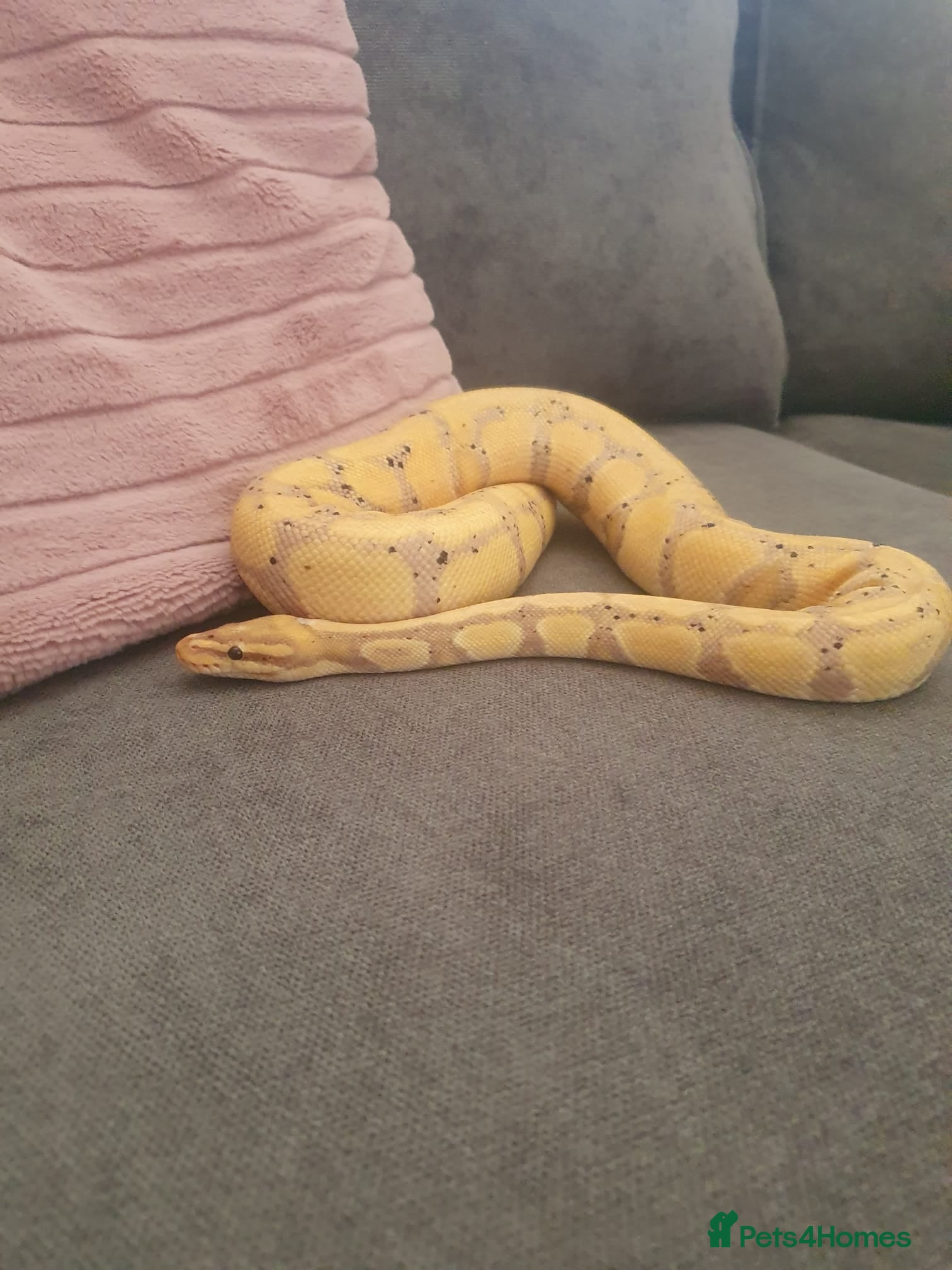 Python Snake reptiles  female royal python - Advert 5