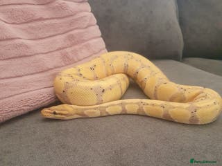 Python Snake reptiles female royal python - Advert 5