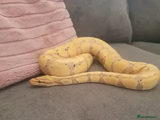 Python Snake reptiles female royal python - Advert 7