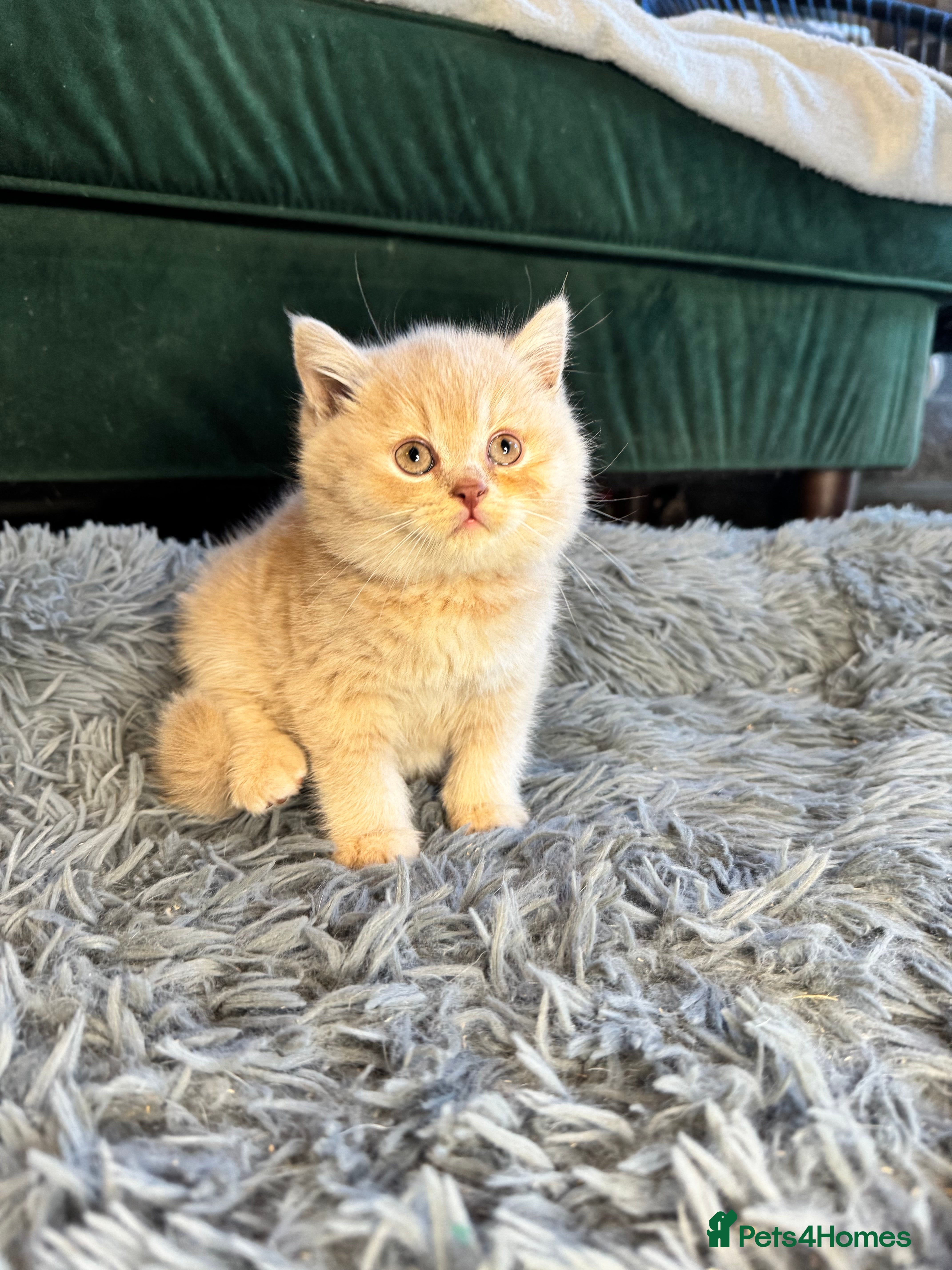British Shorthair cats Beautiful Cream British Shorthair boys - Advert 1