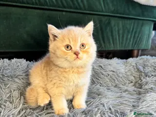 British Shorthair cats for sale: Beautiful Cream British Shorthair boys - Advert 1