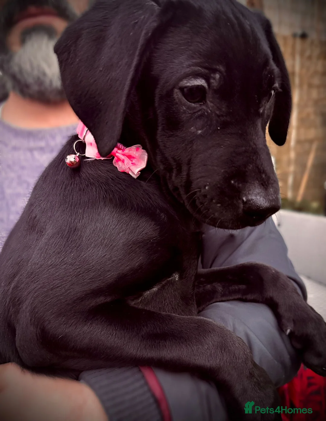 Labrador Retriever dogs for sale: Unique Happy,Healthy beautiful angels well trained - Advert 17