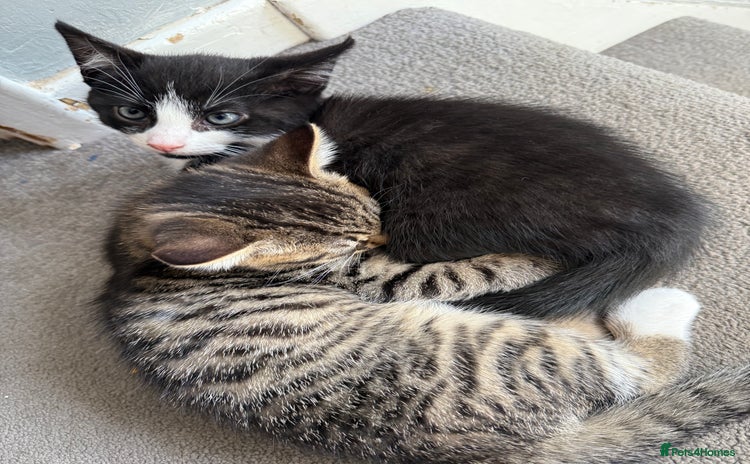 Domestic Shorthair cats - Advert 1