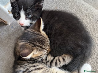 Domestic Shorthair cats - Advert 15