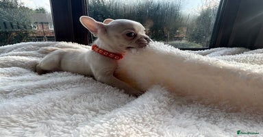 French Bulldog dogs - Advert 10