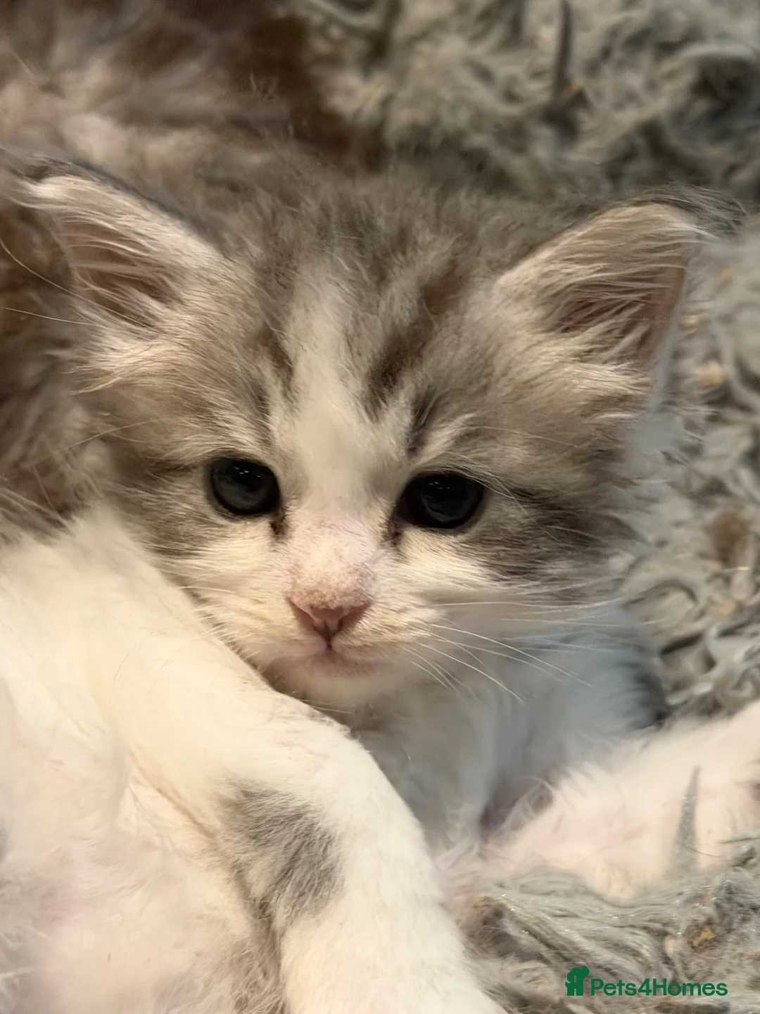 Maine Coon cats for sale: Pure maine coons - Advert 1