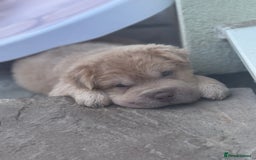 Shar Pei dogs for sale: STUNNING QUALITY PUREBRED SHAR PEI PUPS - Image 5
