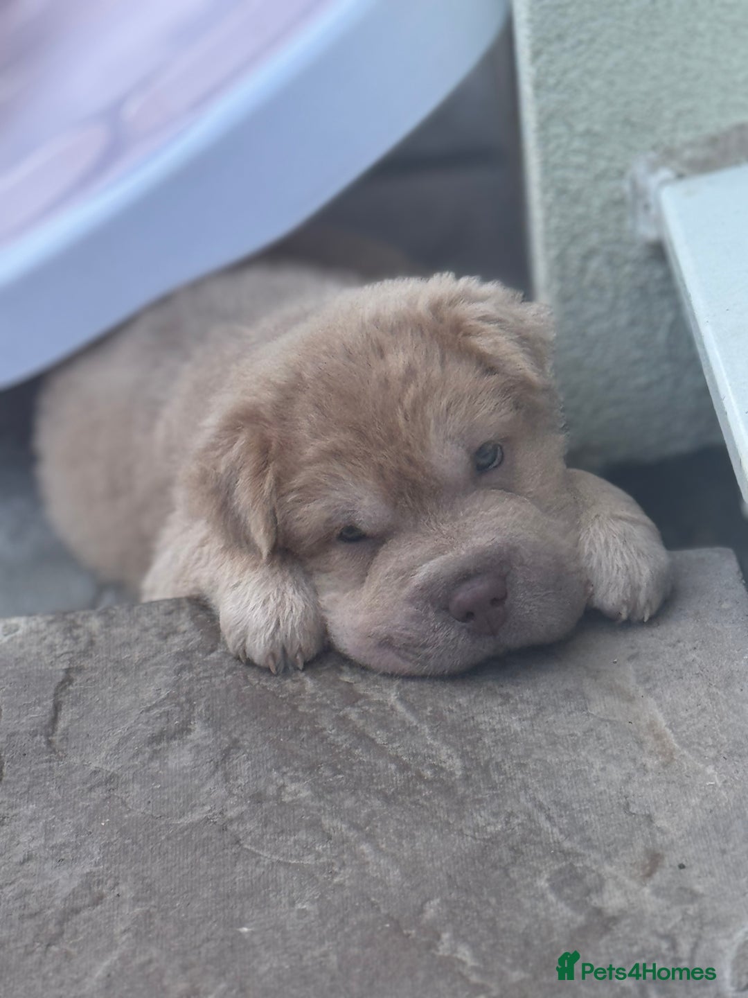 Shar Pei dogs for sale: STUNNING QUALITY PUREBRED SHAR PEI PUPS - Image 5