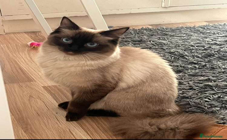 Ragdoll cats - Advert 14
