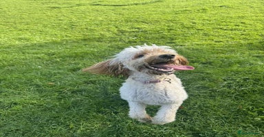 Irish Doodle dogs - Advert 4