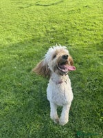 Irish Doodle dogs - Advert 6