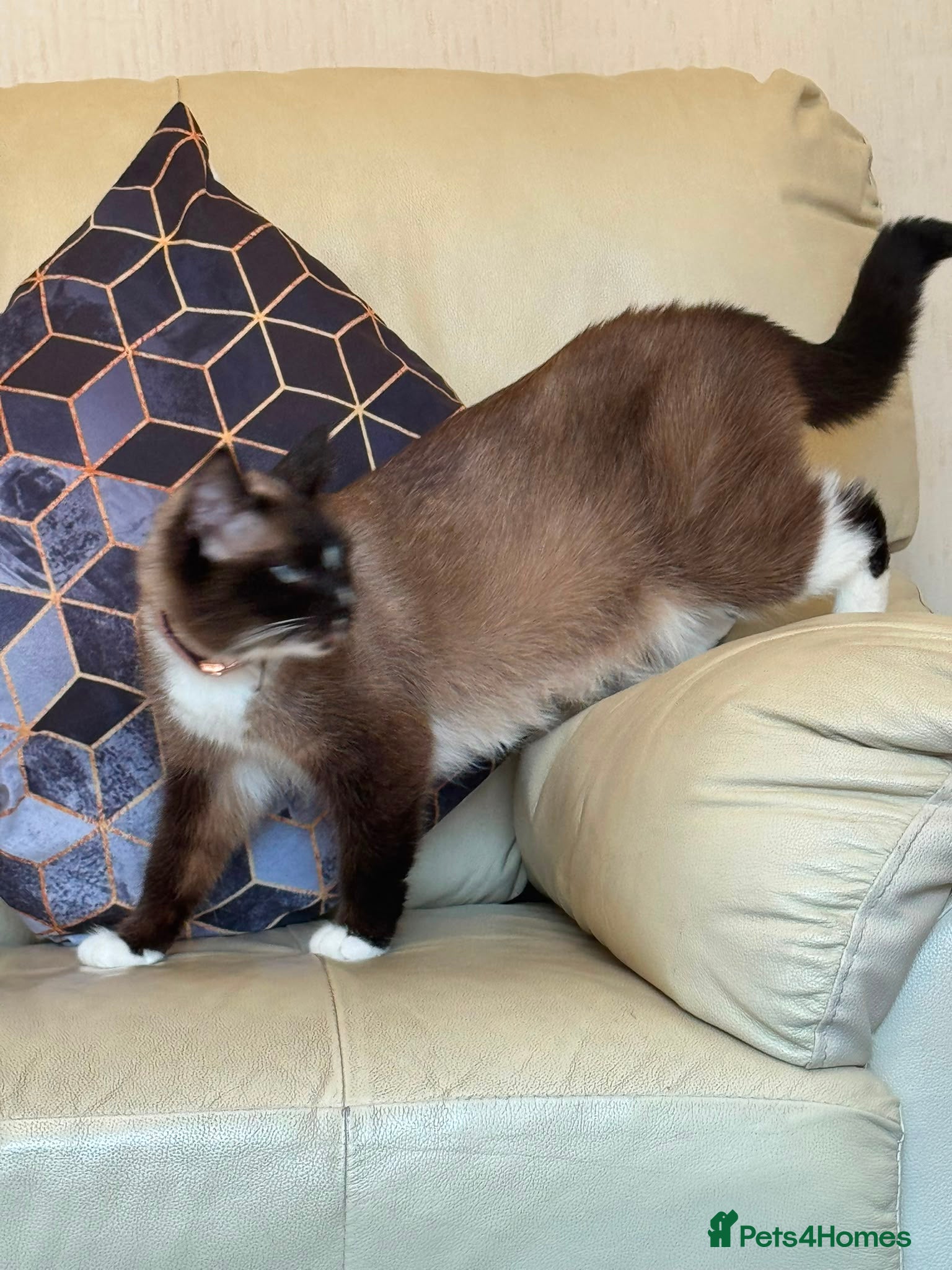 British Shorthair cats Ragdoll/ British Short Hair Mixed Breed Female Cat - Advert 1