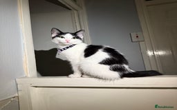 Domestic Shorthair cats for sale: Looking for a good home for my kitty  - Image 3