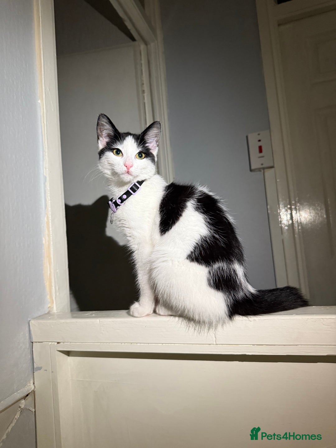 Domestic Shorthair cats for sale: Looking for a good home for my kitty  - Image 3