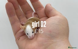 Mouse rodents for sale: fancy mice - (please read the description).  - Image 2