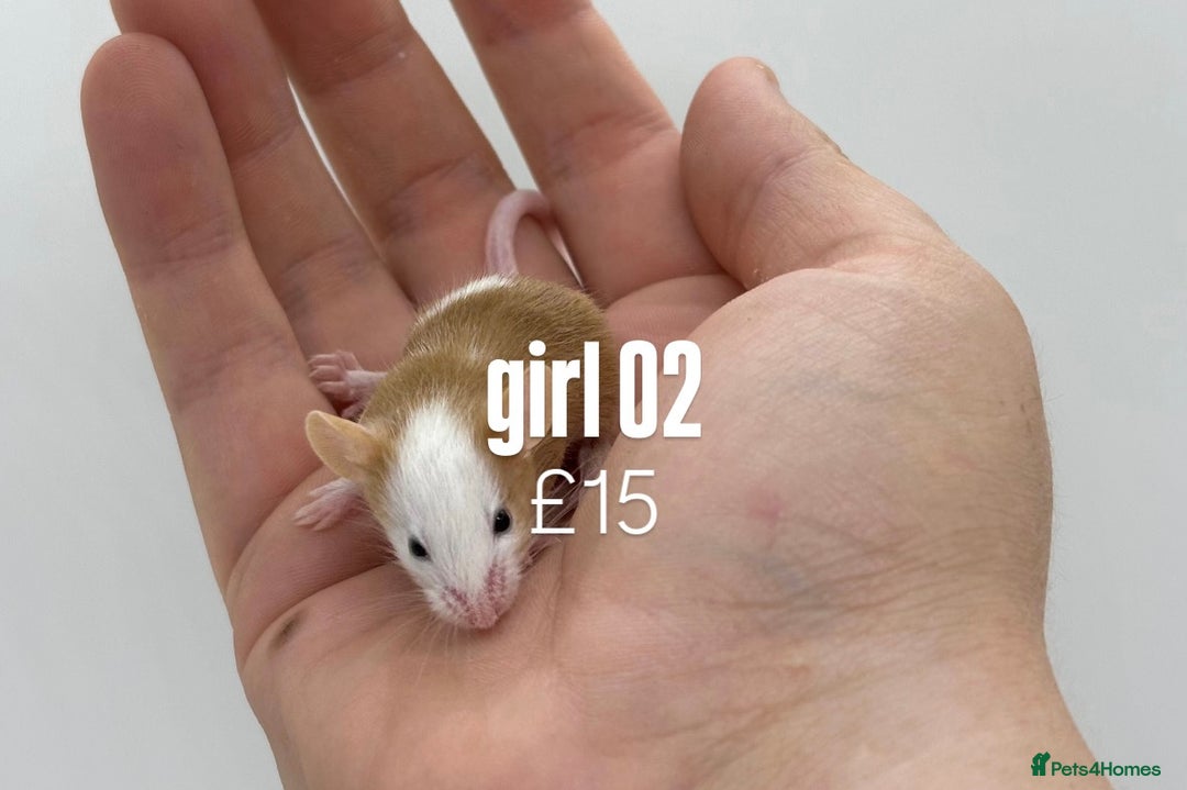 Mouse rodents for sale: fancy mice - (please read the description).  - Image 2
