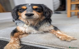 Mixed Breed dogs for stud: Collie Cocker Stud - Image 6