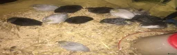 Quail poultry for sale: QUAILS/CHINESE PAINTED BUTTONS ! - Advert 31