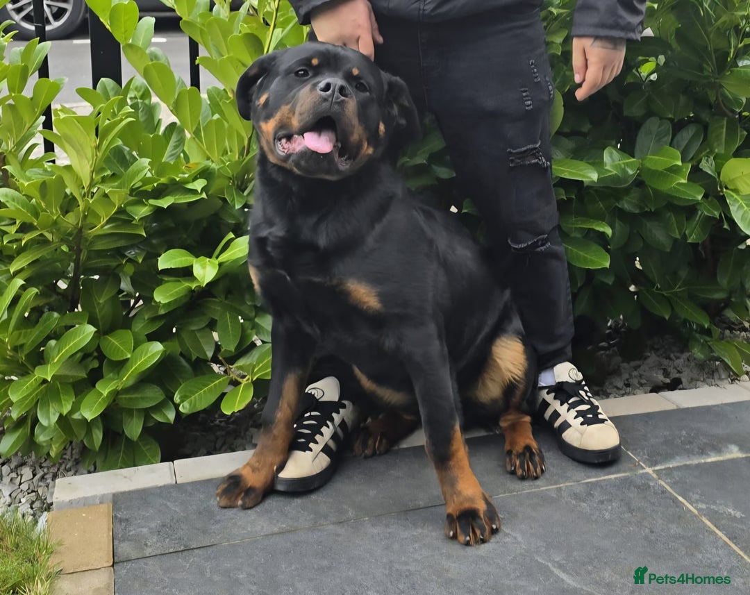 Rottweiler dogs for sale: Beautiful big 8 month old rotweiler  - Advert 1