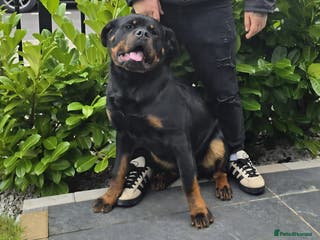 Rottweiler dogs Beautiful big 8 month old rotweiler - Advert 6