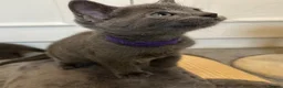 Russian Blue cats for sale: Russian Blue Kittens - Advert 15